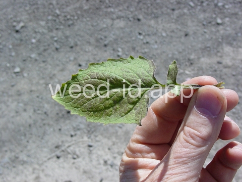 nipplewort
